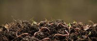 Pile of rich, dark soil with organic matter and earthworms visible on surface, suitable for gardening, agriculture, and environmental content.