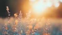 Delicate grass silhouettes backlit by golden sunset light create dreamy natural bokeh effect, soft focus nature background with warm glowing atmosphere.