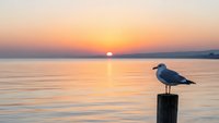 Seagull perched on wooden post at sunset over calm water with golden orange sky reflection creating peaceful coastal scene for nature photography.