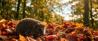Small hedgehog walking through colorful autumn leaves in forest setting with warm golden sunlight filtering through trees during fall season.