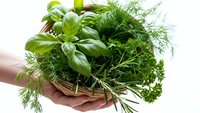 Fresh green herbs bundle in hands including basil dill parsley for cooking seasoning culinary ingredients organic gardening kitchen preparation.