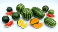 Fresh watermelons and melons collection with sliced pieces showing red and orange flesh on white background isolated for healthy food design.