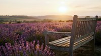 Wooden bench overlooking vast lavender field at golden hour sunset, purple flowers blooming across rolling countryside landscape for nature and travel content.