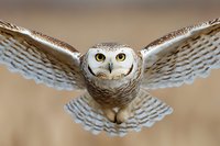 Majestic snowy owl in flight with wings spread wide against blurred natural background, displaying detailed feather patterns and piercing yellow eyes in close-up view.