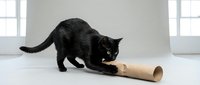 Black cat playing with cardboard tube toy in bright studio setting with windows, isolated on white background for design and advertising use.
