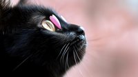 Black cat with yellow eyes gazing upward against soft pink blurred background, close-up portrait showing detailed whiskers and facial features in dramatic lighting.