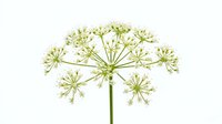 Delicate green and white Queen Anne's lace flower cluster with thin stems isolated on white background, suitable for botanical designs, nature graphics, and educational materials.