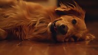 Golden Retriever dog lying on wooden floor in warm evening light, head tilted sideways with playful expression, long fur illuminated in amber tones.