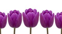 Purple tulips in a row on white background, spring flowers isolated for design projects and seasonal decorations.