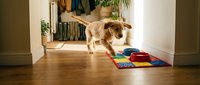 Small dog playing with colorful puzzle toy on wooden floor in modern home interior with plants and furniture in background.