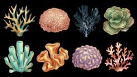 Coral and sea plant collection isolated on transparent background, ready for t-shirt design, clipart, stickers, sublimation and print-on-demand products.