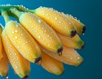Fresh ripe yellow bananas covered with water drops and morning dew against turquoise background, macro photography showing natural texture and moisture.