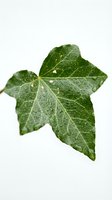 Ivy leaf cluster with water droplets isolated on white background, ready for design use in botanical graphics, nature illustrations, and environmental projects.