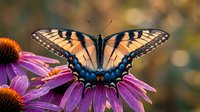 Tiger swallowtail butterfly with yellow and black wings perched on purple coneflower, suitable for nature, wildlife, and garden-themed projects.
