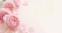 Soft pink roses arranged on delicate fabric create romantic floral background with copy space for wedding invitations, greeting cards and feminine designs.