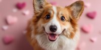 Happy Welsh Corgi dog with ginger and white fur smiling against pink background with heart decorations, perfect for Valentine's Day or pet love themes.