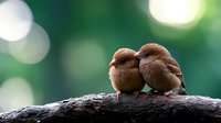 Two small brown birds huddled together on tree branch against soft green bokeh background, showing affection and companionship in nature setting.