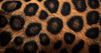 Close up of leopard fur pattern showing distinctive black rosettes on orange-brown background, natural wild animal texture for fashion and design projects.