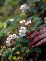 Delicate white wild rose blossoms with green leaves in soft natural light, woman's hand gently touching plant in garden setting, romantic nature moment.