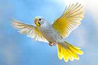 Yellow and white budgie in flight against blue sky background, wings spread wide showing detailed feather pattern, captured mid-flight in natural light.