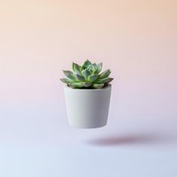 Small green succulent plant in white ceramic pot floating on soft pink gradient background for modern home decor and minimalist interior design concepts.