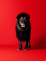 Majestic male lion with dark mane standing confidently on vibrant red background, powerful wild animal portrait for creative projects and advertising campaigns.