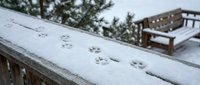 Animal paw prints in fresh snow on wooden roof edge with winter landscape and cabin in background.