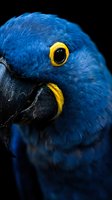 Close-up portrait of blue parrot with vibrant yellow eye and black beak against dark background showcasing tropical bird feather details and natural wildlife beauty.