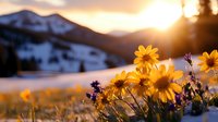 Golden wildflowers bloom in mountain meadow at sunset with snow-capped peaks and warm sunlight creating magical alpine landscape for nature and outdoor themes.