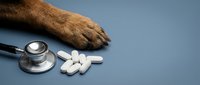 Dog paw with stethoscope and white pills on blue background representing veterinary medicine and pet healthcare treatment.