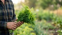 Farmer holding fresh dill bunch in hands at vegetable garden. Harvesting organic herbs outdoors for cooking and culinary use.
