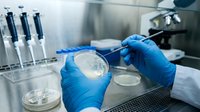 Laboratory technician in blue gloves conducting microbiological research with petri dishes and pipettes in sterile medical environment for scientific analysis.