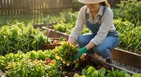 Woman gardener in denim overalls and hat harvesting fresh vegetables from raised garden bed with wooden basket in sunny backyard organic farm setting.
