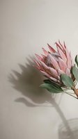 Pink protea flower with green leaves casting dramatic shadow on neutral beige background for modern botanical decor and floral arrangements.