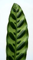Tropical calathea leaf with distinctive dark green patterns on light green background isolated on white for botanical design and home decor projects.