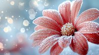 Delicate pink gerbera daisy covered in morning frost crystals against soft blue bokeh background, creating dreamy winter nature macro photography.