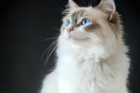 Elegant ragdoll cat with striking blue eyes and cream-colored long fur against dark background, looking upward in regal pose. Perfect for pet care advertising.