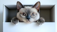 Adorable Siamese kitten with blue eyes peeking out from white cardboard box, curious expression, fluffy fur, playful pet portrait for home decor and animal lovers.