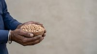 Male hands holding bowl of chickpeas, legumes for cooking, nutrition and healthy eating concept for food industry, recipes and dietary content.