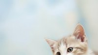 Adorable cream tabby kitten peeking from corner with bright blue eyes against soft pastel background for pet care and animal lover designs.