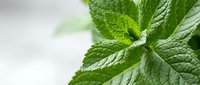 Fresh green mint leaves with detailed texture and veins, natural herb for cooking, tea, aromatherapy and wellness applications in bright lighting.