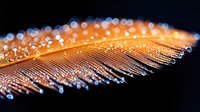 Delicate orange feather with water droplets and bokeh light effects on dark background creates magical natural macro photography atmosphere.