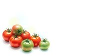 Fresh ripe and unripe tomatoes arranged on white background, showing natural ripening process from green to red. Organic vegetables isolated for design.