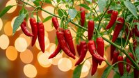 Fresh red chili peppers growing on plant with green leaves against warm bokeh background. Spicy hot peppers ready for harvest in garden setting.