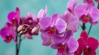 Vibrant pink and purple orchid flowers in full bloom against a soft turquoise background, showcasing delicate petals and natural elegance.