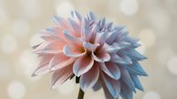 Stunning dahlia flower with soft pink and blue gradient petals blooming in garden. Delicate floral photography for botanical art, nature decor, wedding designs.