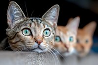 Curious tabby cats with bright turquoise eyes peek out in sequence, creating depth perspective. Close-up portrait shows detailed whiskers and facial features.
