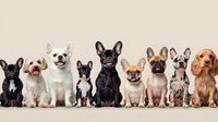 Small dogs sitting in row on beige background - French Bulldog, Maltese, Chihuahua mix breeds. Cute domestic pets portrait showing different breeds and colors.