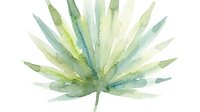Watercolor fan palm leaf in soft green and blue tones, isolated on white background. Suitable for botanical designs, home decor, and digital projects.