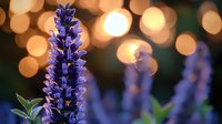 Purple wildflower spike blooming in garden with soft golden bokeh lights in background creates dreamy natural atmosphere for nature and garden designs.